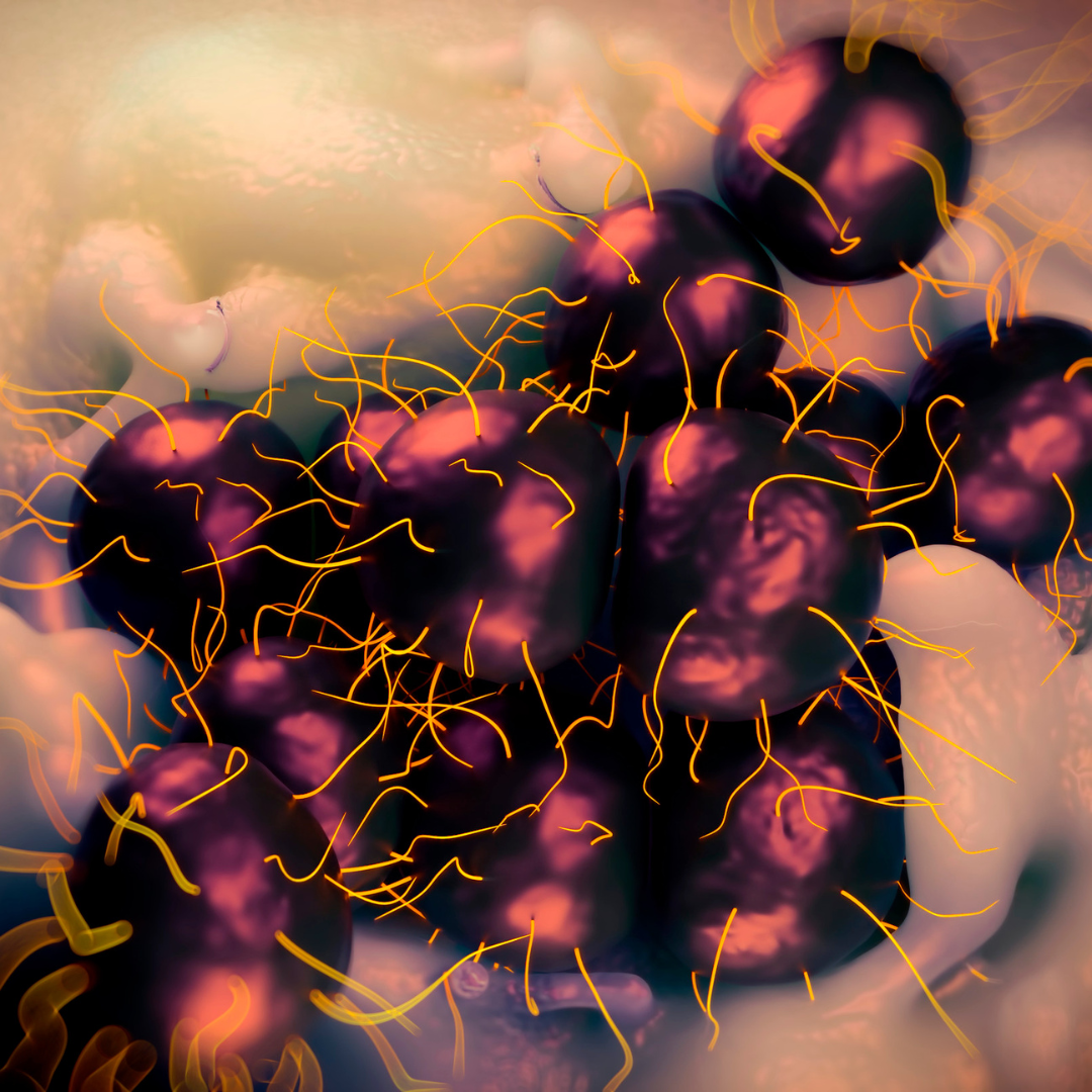 Gonorrhoea (Tripper) szűrés