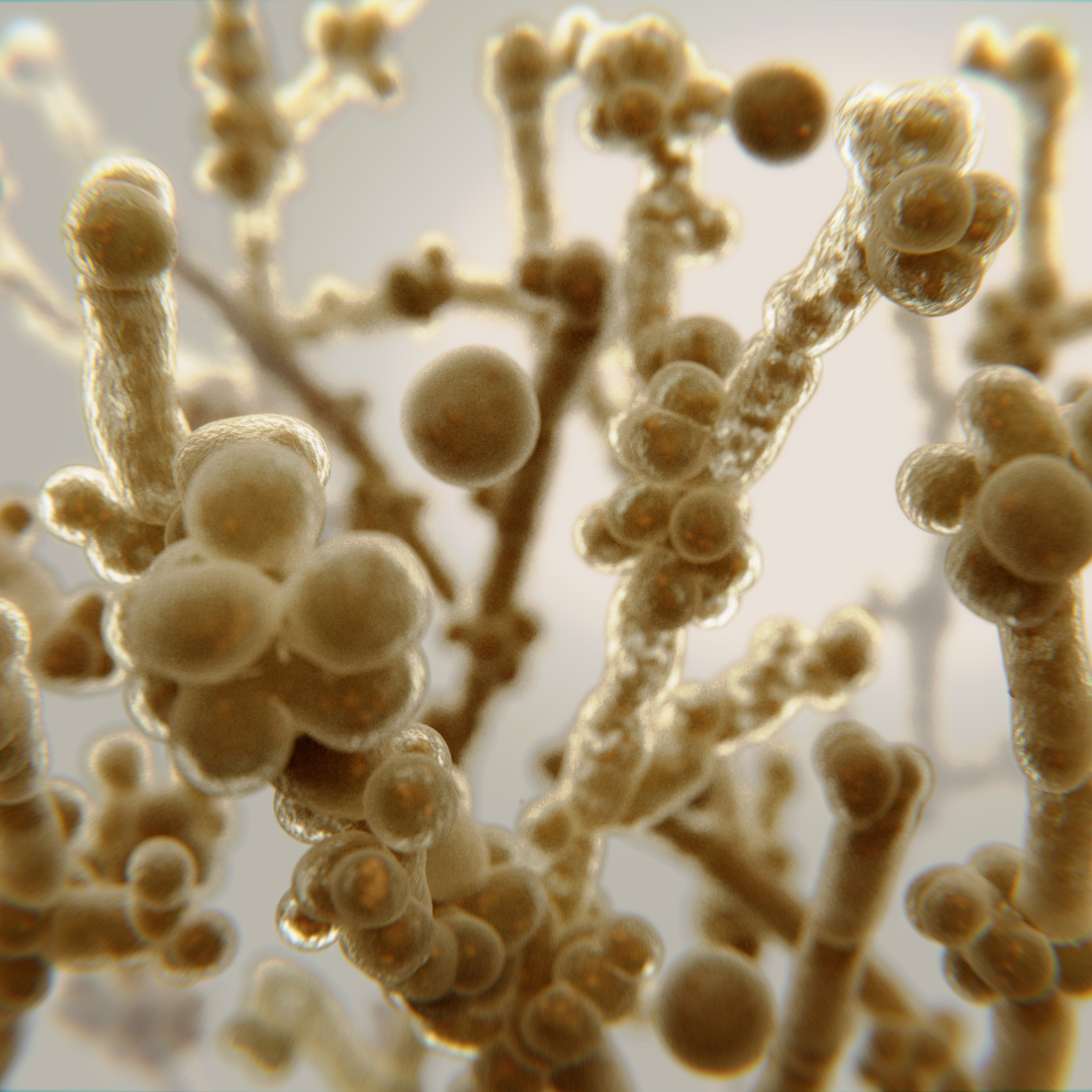 Candida, gombás hüvelyfertőzés szűrés