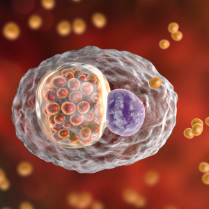 chlamydia baktérium